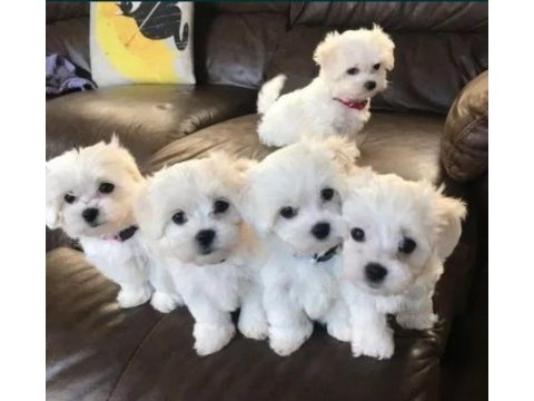 Kore maltese yavrularım