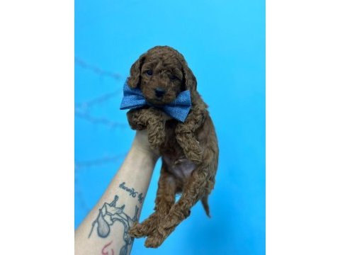 Renk kürk ve ırk garantili toy poodle bebeklerim