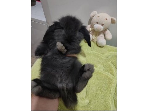 Ücretsiz hollanda lop tavşanı (istanbul içi)