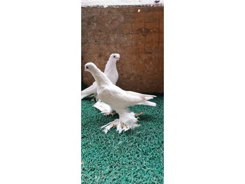 Özbek taklacı güvercini (beyaz karagöz)