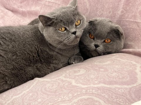 Birbirine alışkın iki safkan dost british shorthair