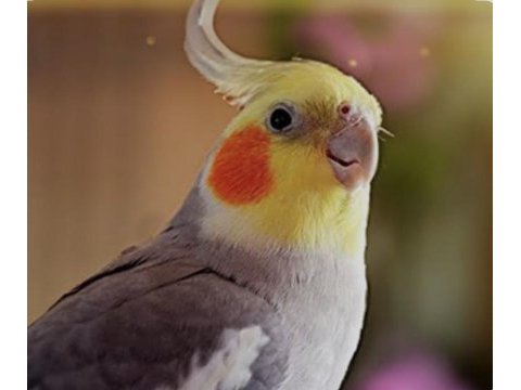 Sultan papağanı bebek yetişkin
