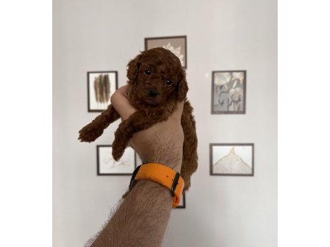 Peluş tadında orjinal minik boy poodle bebekler