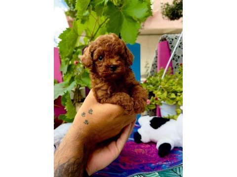 Kore poodle erkek çocuk