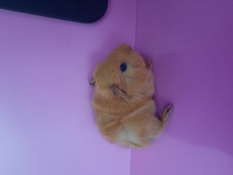 Peruvan ginepig yavrularımız