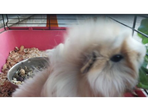 Oyuncu ginepig