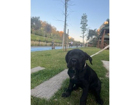 Yavru cane corso 3 aylık akılı köpek