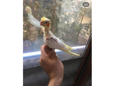 Yavru sultan papağanı bulunur damızlık çift bulunur