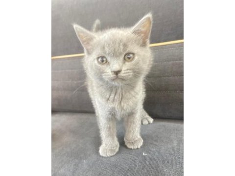 British shorthair orjinal