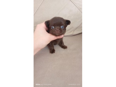 Safkan bir erkek chihuahua