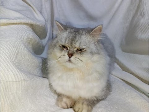 British longhair (aşırı sakin)