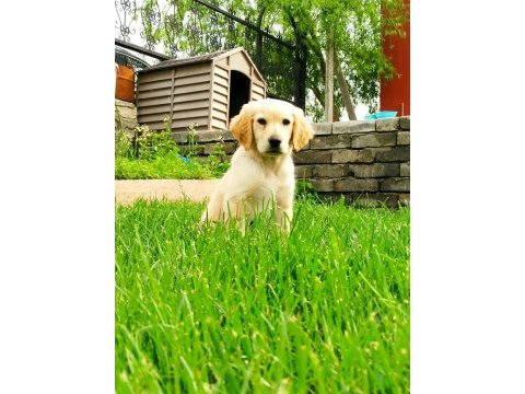 Depremzede golden retriever