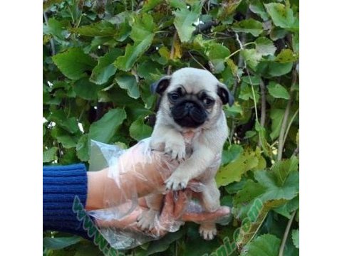 Irk ve sağlık garantili pug köpeğimiz
