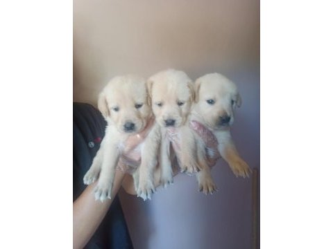 Golden retriever yavruları ücretsiz değildir