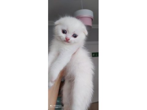 Scottish fold sağlıklı