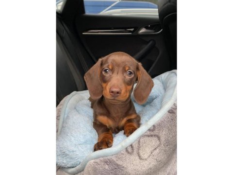 Safkan dachshund yavrular
