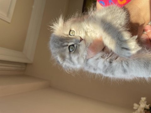 Dünya tatlısı scottish fold