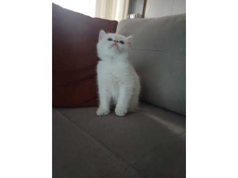 55 günlük erkek british shorthair bebek