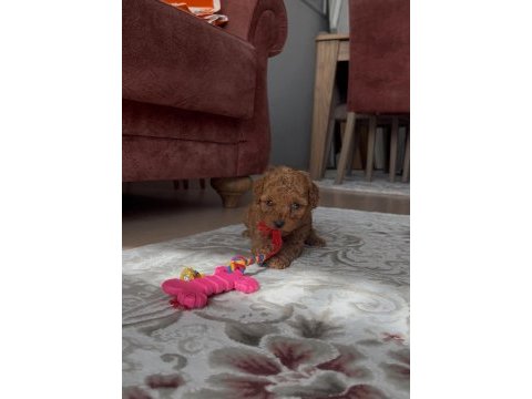 Temas bağımlısı dişi poodle bebek
