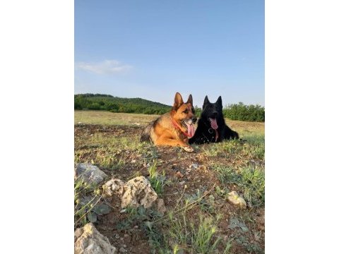 Siyah alman çoban köpeği