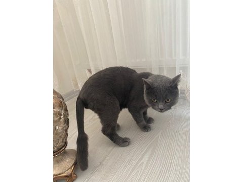 British shorthair kedisi