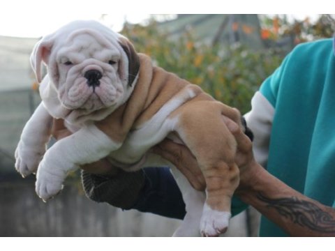 İngiliz bulldog şehirin dedikoduları