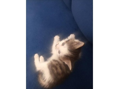 Acil ücretsiz sahiplendirme kedimiz