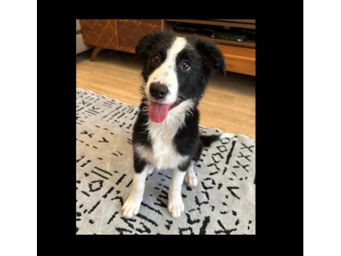 Şecereli safkan border collie