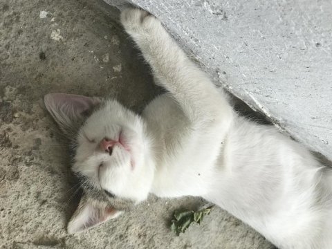 Şirin yavru kediler sahiplendirilecek