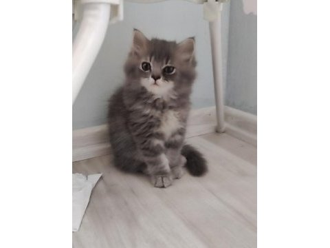 Chinchilla bebekler biz hazırız
