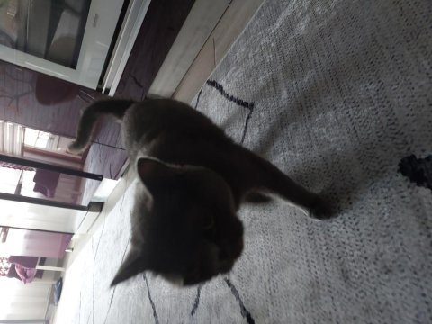 British shorthair uysal kedimiz