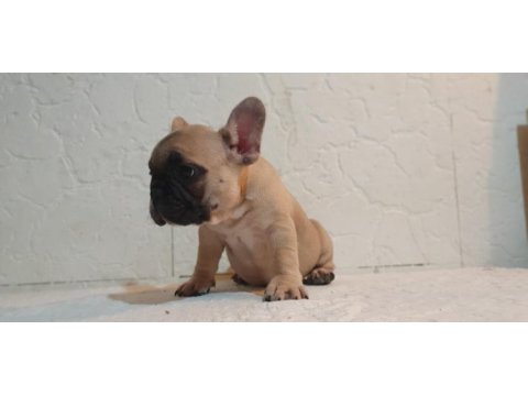 Şecereli anne babanın efsane fawn french bulldog yavruları