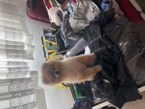 Gerçek köpek severlere ücretsiz sahiplendirme pomeranian