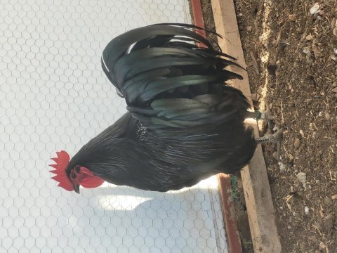 Alman australorp