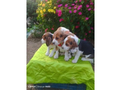 Safkan beagle yavrularımız