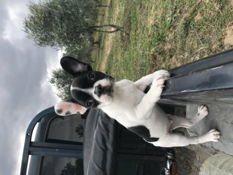 French bulldog 3,5 aylık erkek