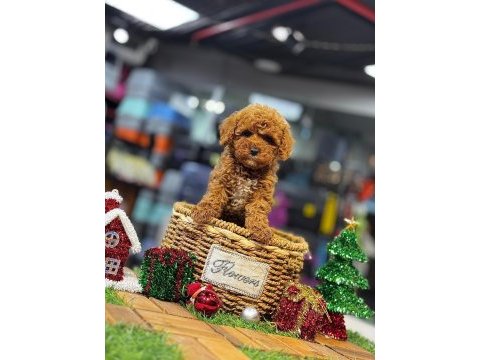 Yurt dışı girişli üst vasıf poodle bebekler