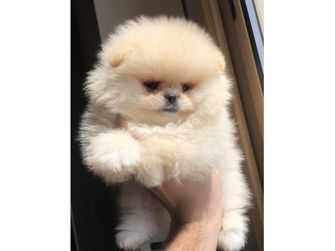 2.5 aylık 2 dişi pomeranian boo üst kalite