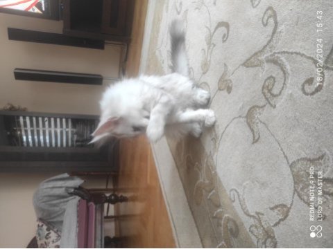 Palesilver maine coon yavrular