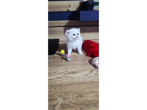 British shorthair beyaz golden point