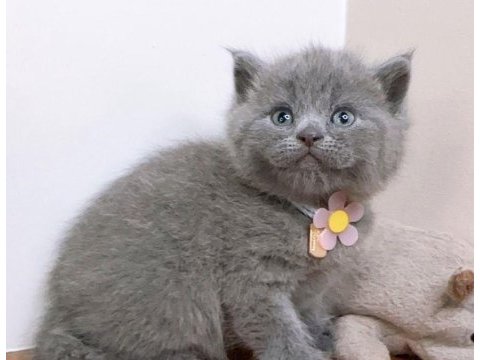 Brıtısh shorthair 