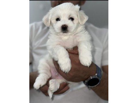 Maltese cesurum prensim