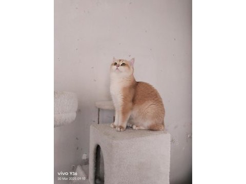 British shorthair altın kız