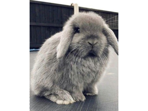 Lop tavşanlarımız gün içi gönderim mevcut