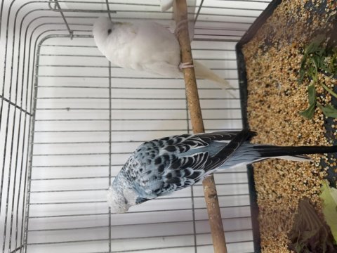 Show jumbo japones tepeli limon hobi kuşlar