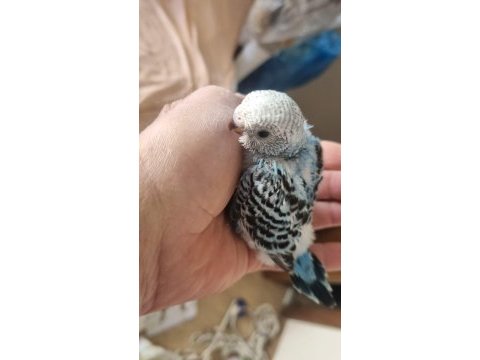 Yavru renk renk muhabbet kuşları