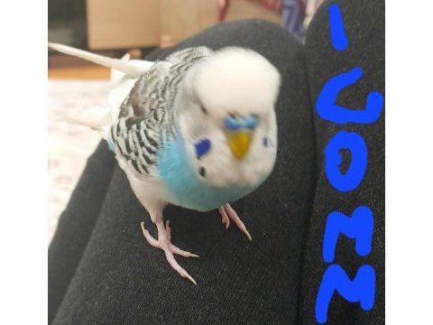1,5 yaş muhabbet kuşu