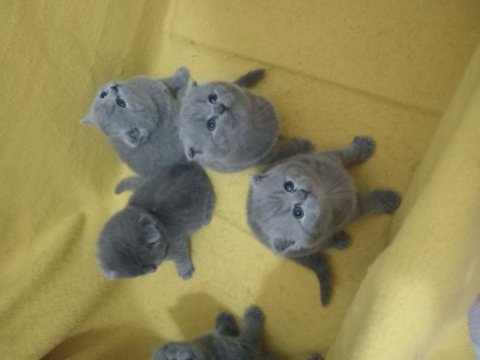 Kendi canı gibi sevenlere british shorthair