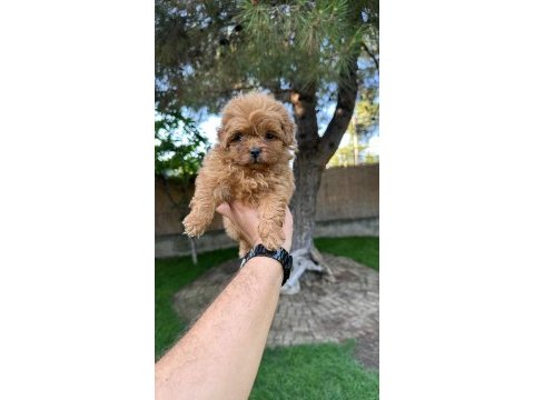 Sağlık ve ırk garantili maltipoo yavrularımız 