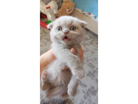 2 aylık miniklerimiz yuva arıyor safkan anne babadan olma